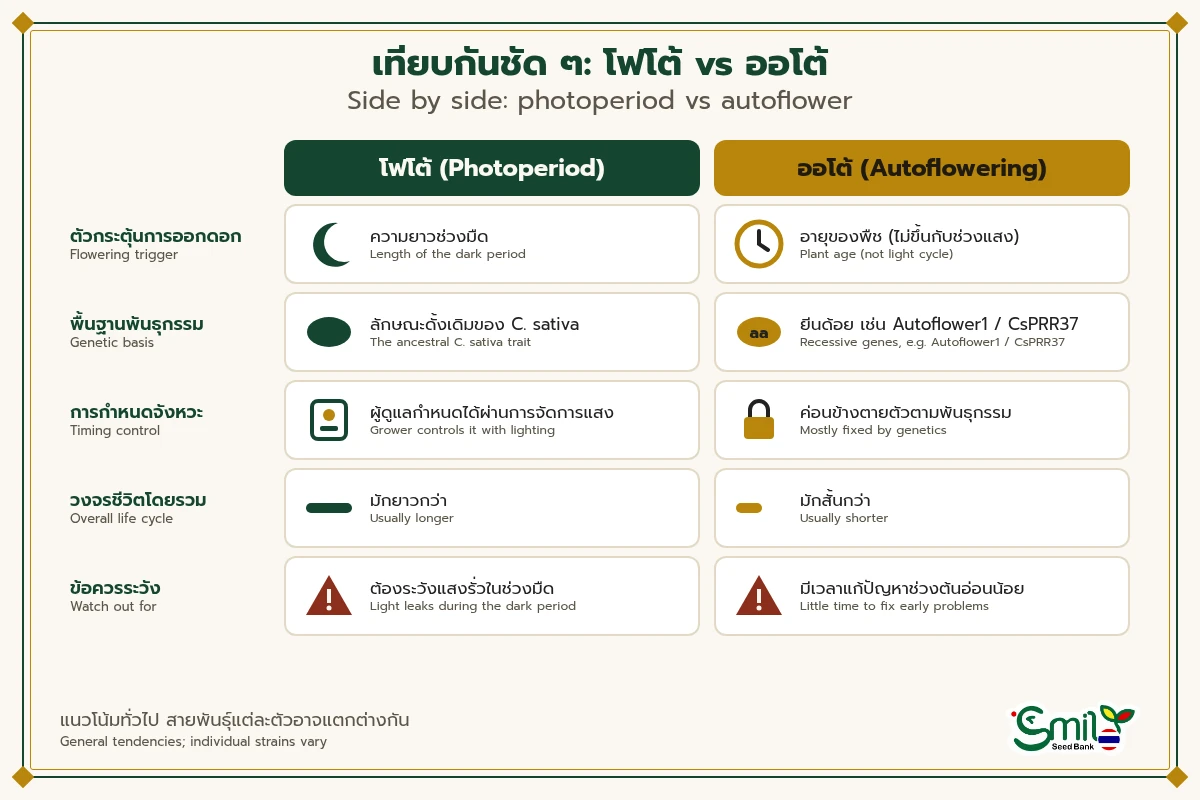 ตารางไอคอนเปรียบเทียบเมล็ดโฟโต้และออโต้ ตัวกระตุ้นการออกดอก พื้นฐานพันธุกรรม การกำหนดจังหวะ วงจรชีวิต และข้อควรระวัง