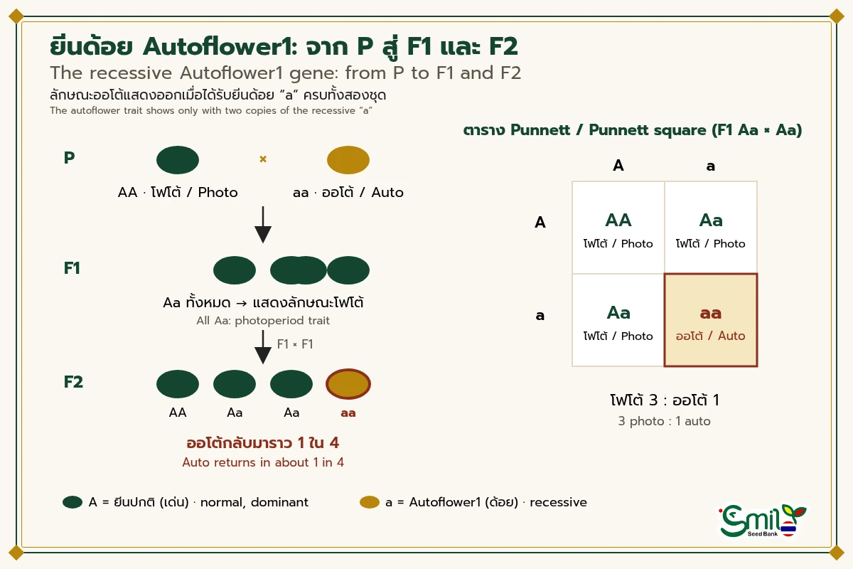 แผนภาพการถ่ายทอดยีนด้อย Autoflower1 ผสมโฟโต้ AA กับออโต้ aa ได้ลูกรุ่น F1 เป็น Aa ที่แสดงลักษณะโฟโต้ทั้งหมด และในรุ่น F2 ลักษณะออโต้ aa กลับมาราว 1 ใน 4 ตามตาราง Punnett สัดส่วนโฟโต้ 3 ต่อออโต้ 1