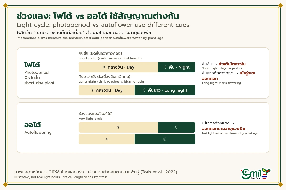 แผนภาพช่วงแสงกลางวันและกลางคืน โฟโต้เติบโตทางใบเมื่อคืนสั้น และเข้าสู่ระยะออกดอกเมื่อช่วงมืดต่อเนื่องยาวถึงค่าวิกฤต ส่วนออโต้ไม่ไวต่อช่วงแสงและออกดอกตามอายุของพืช