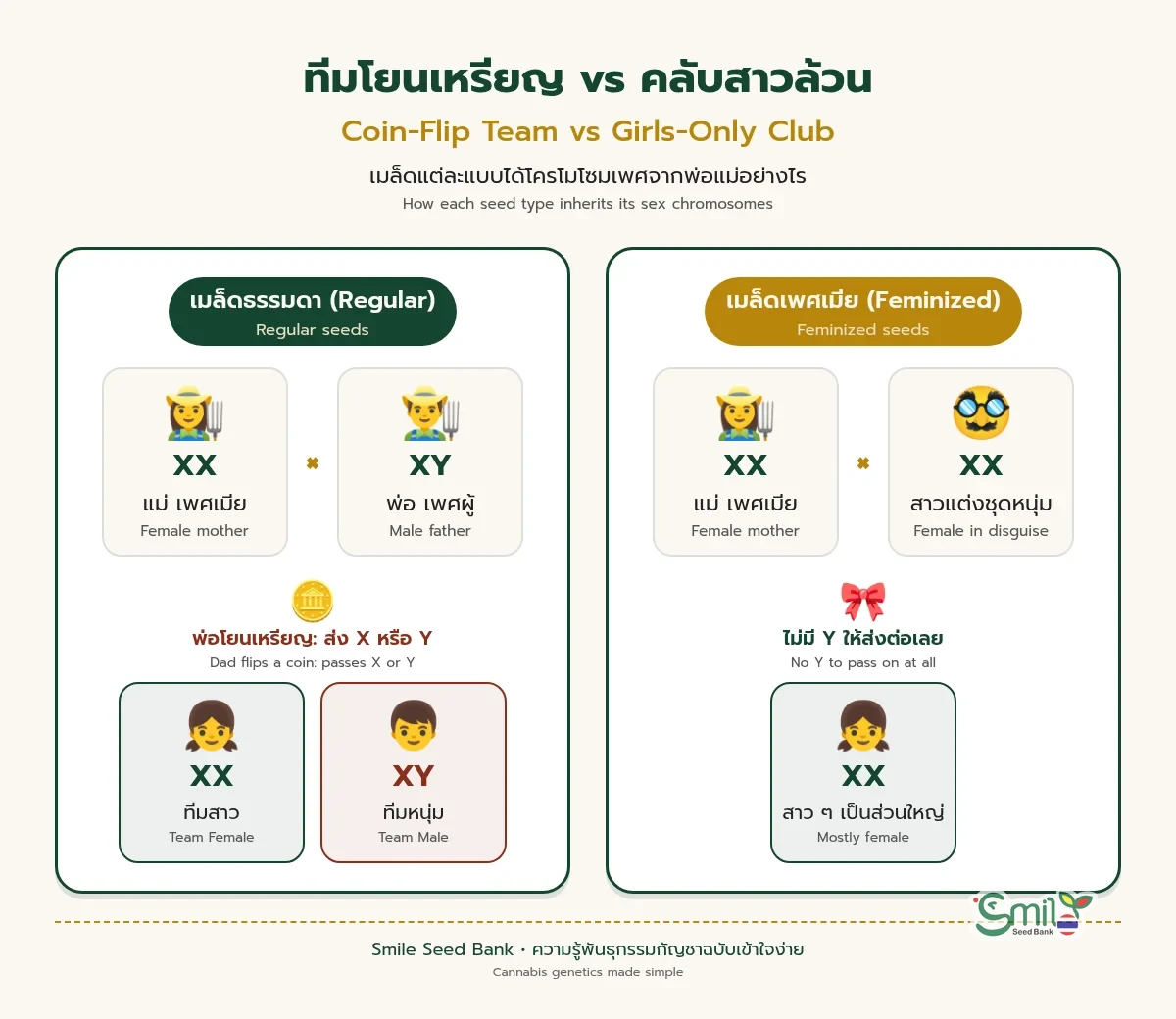 แผนภาพเปรียบเทียบเมล็ดธรรมดากับเมล็ดเพศเมีย เมล็ดธรรมดาเกิดจากแม่ XX กับพ่อ XY เหมือนการโยนเหรียญ ได้ลูกทั้ง XX เพศเมียและ XY เพศผู้ ส่วนเมล็ดเพศเมียเกิดจากต้นเพศเมีย XX สองต้น ไม่มีโครโมโซม Y ลูกจึงเป็นเพศเมียเป็นส่วนใหญ่