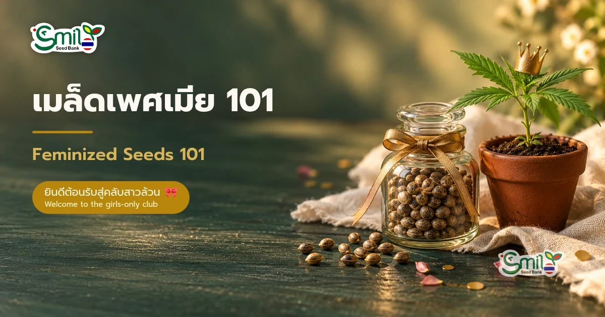 ภาพปกบทความ เมล็ดเพศเมีย 101 ขวดแก้วใส่เมล็ดกัญชาผูกโบว์สีทอง วางข้างต้นกล้าในกระถางดินเผาที่สวมมงกุฎทองจิ๋ว บนโต๊ะไม้สีเขียวเข้มพร้อมผ้าลินินและคอนเฟตตีสีทอง