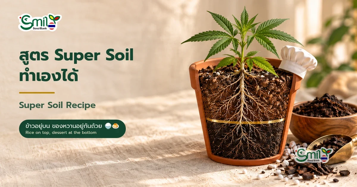 ภาพปกบทความ สูตร Super Soil ทำเองได้ กระถางดินเผาผ่าครึ่งให้เห็นชั้นดินเบาด้านบนและชั้นดินอาหารแน่นสีเข้มด้านล่าง คั่นด้วยเส้นสีทอง รากต้นกัญชาชอนไชลงไป มีหมวกเชฟใบจิ๋วบนขอบกระถาง ข้าง ๆ มีถ้วยมูลไส้เดือน ช้อนตักปุ๋ยหมัก และเม็ดเพอร์ไลต์บนผ้าลินินสีครีม