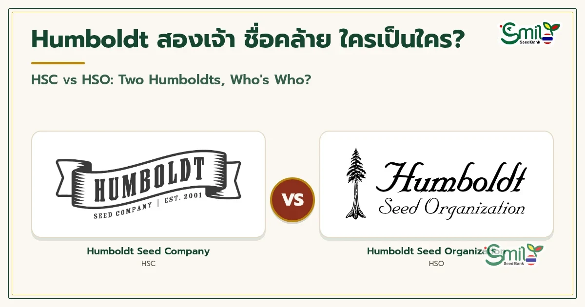 ภาพปกบทความ Humboldt สองเจ้า ชื่อคล้าย ใครเป็นใคร? โลโก้ทางการของ Humboldt Seed Company (HSC) และ Humboldt Seed Organization (HSO) วางเทียบกันบนการ์ดสีขาว คั่นกลางด้วยวงกลม VS บนพื้นสีครีม