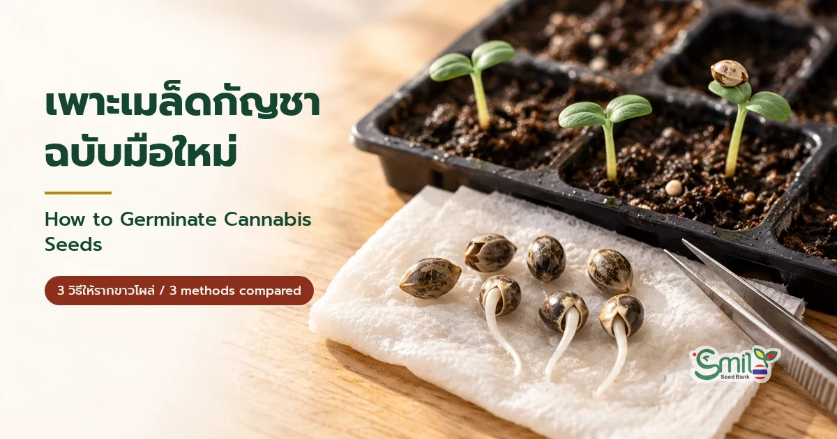 เมล็ดกัญชาที่รากขาวโผล่บนกระดาษทิชชูชื้น และต้นกล้าใบเลี้ยงในถาดเพาะ