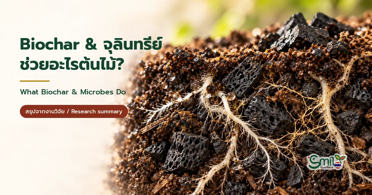 เม็ด biochar รูพรุนผสมในดินพร้อมรากขาวและเส้นใยรา