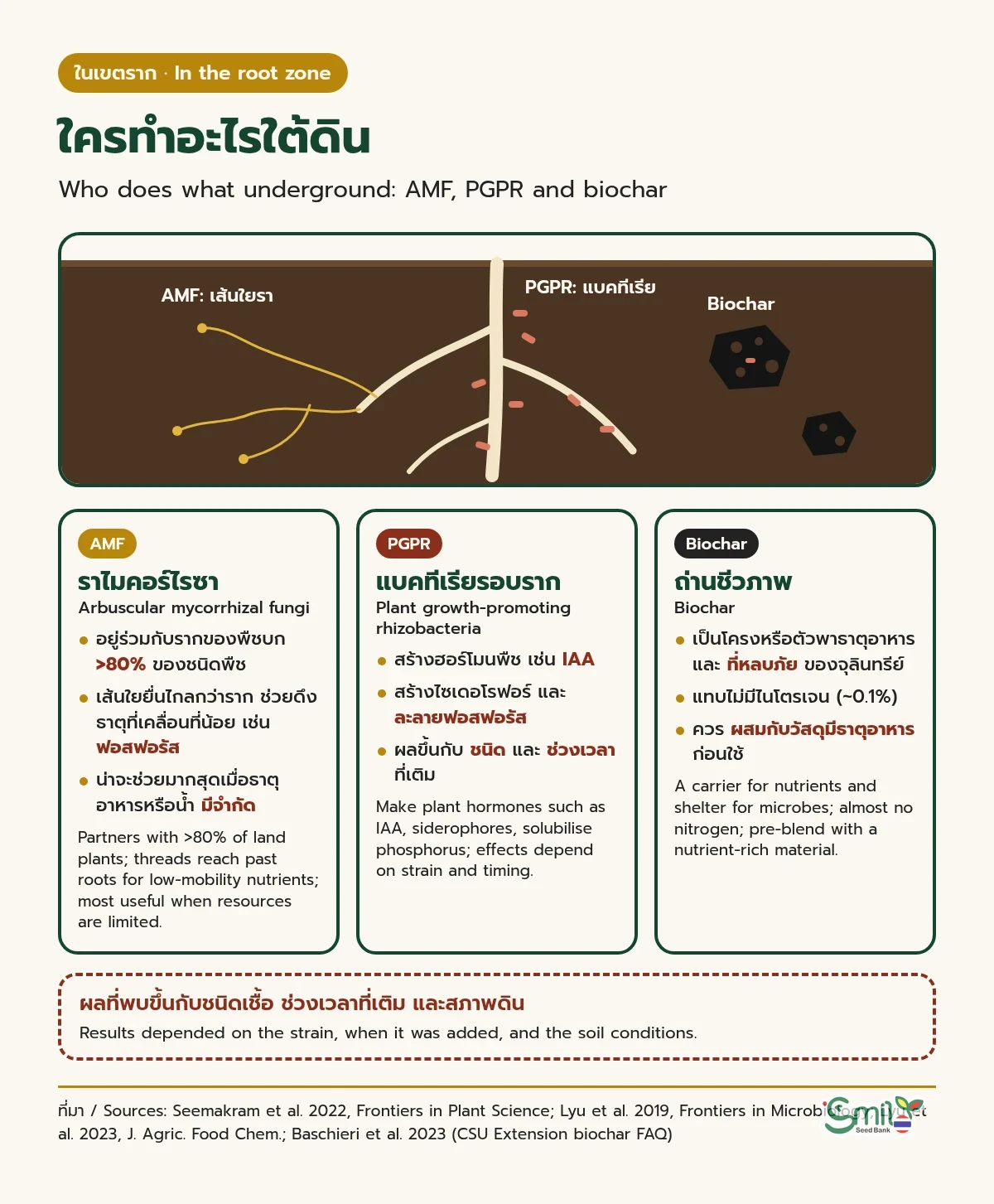 ภาพตัดขวางดินแสดงรากพืช เส้นใยราไมคอร์ไรซาสีทองที่ยื่นออกไปไกลกว่าราก แบคทีเรียสีแดงอิฐรอบราก และก้อน biochar สีดำมีรูพรุน พร้อมการ์ดสามใบ: AMF อยู่ร่วมกับรากพืชบกกว่า 80% ช่วยดึงธาตุที่เคลื่อนที่น้อยเช่นฟอสฟอรัส และน่าจะช่วยมากสุดเมื่อธาตุอาหารหรือน้ำมีจำกัด, PGPR สร้างฮอร์โมนพืชเช่น IAA ไซเดอโรฟอร์ และละลายฟอสฟอรัส, biochar เป็นตัวพาธาตุอาหารและที่หลบภัยของจุลินทรีย์แต่แทบไม่มีไนโตรเจน ควรผสมกับวัสดุมีธาตุอาหารก่อนใช้ ด้านล่างมีหมายเหตุว่าผลที่พบขึ้นกับชนิดเชื้อ ช่วงเวลาที่เติม และสภาพดิน