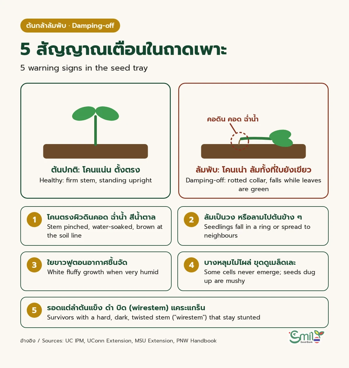 ภาพเปรียบเทียบต้นกล้าปกติที่ตั้งตรงกับต้นกล้าล้มพับที่โคนตรงผิวดินคอดและฉ่ำน้ำจนล้มทั้งที่ใบเลี้ยงยังเขียว พร้อม 5 สัญญาณเตือน: โคนคอดฉ่ำน้ำสีน้ำตาล ล้มเป็นวงหรือลามไปต้นข้าง ๆ ใยขาวฟูตอนชื้นจัด บางหลุมไม่โผล่และเมล็ดเละ และต้นที่รอดแต่ลำต้นแข็งดำบิด (wirestem)