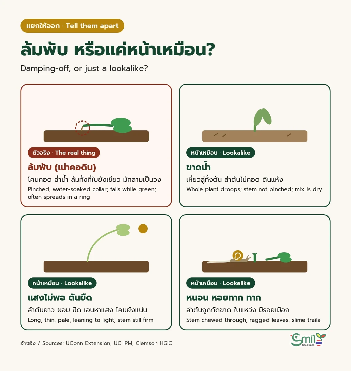 สี่การ์ดแยกต้นกล้าล้มพับออกจากอาการที่หน้าเหมือน: ล้มพับ โคนคอดฉ่ำน้ำและล้มทั้งที่ใบยังเขียว, ขาดน้ำ เหี่ยวทั้งต้นแต่ลำต้นไม่คอดและดินแห้ง, แสงไม่พอ ต้นยืดผอมซีดเอนหาแสง, หนอนหรือหอยทาก ลำต้นถูกกัดขาดและมีรอยเมือก