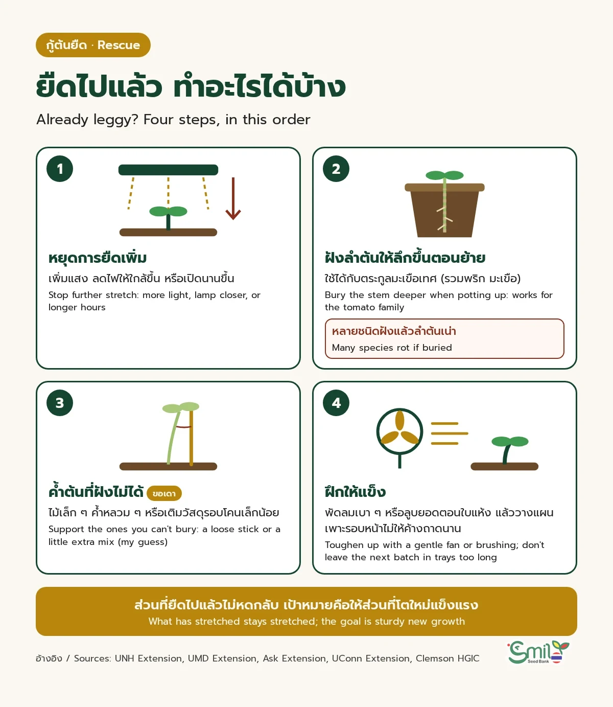 4 ขั้นกู้ต้นกล้าที่ยืดแล้ว: 1 หยุดการยืดเพิ่มด้วยแสงที่มากขึ้นหรือไฟที่ใกล้ขึ้น 2 ฝังลำต้นให้ลึกขึ้นตอนย้ายกระถาง ใช้ได้กับตระกูลมะเขือเทศ แต่หลายชนิดฝังแล้วเน่า 3 ค้ำต้นที่ฝังไม่ได้ด้วยไม้เล็ก ๆ (ขอเดา) 4 ฝึกให้แข็งด้วยพัดลมเบา ๆ หรือการลูบยอด