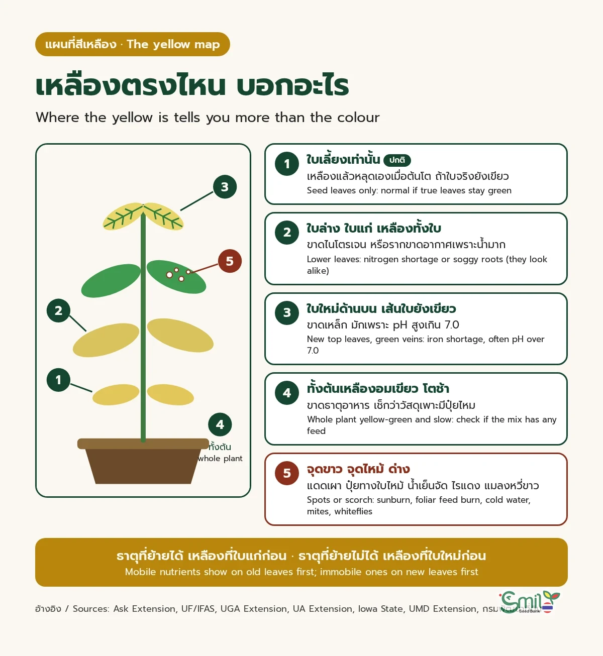 แผนที่สีเหลืองบนต้นกล้า 5 โซน: 1 ใบเลี้ยงเหลืองอย่างเดียวเป็นเรื่องปกติถ้าใบจริงยังเขียว 2 ใบล่างเหลืองทั้งใบ อาจขาดไนโตรเจนหรือรากขาดอากาศเพราะน้ำมาก 3 ใบใหม่ด้านบนเหลืองแต่เส้นใบเขียว มักขาดเหล็กเพราะ pH สูง 4 ทั้งต้นเหลืองอมเขียวและโตช้า ให้เช็กว่าวัสดุเพาะมีปุ๋ยไหม 5 จุดขาวหรือจุดไหม้ จากแดดเผา ปุ๋ยทางใบ น้ำเย็นจัด หรือแมลง พร้อมกฎว่าธาตุที่ย้ายได้เหลืองที่ใบแก่ก่อน