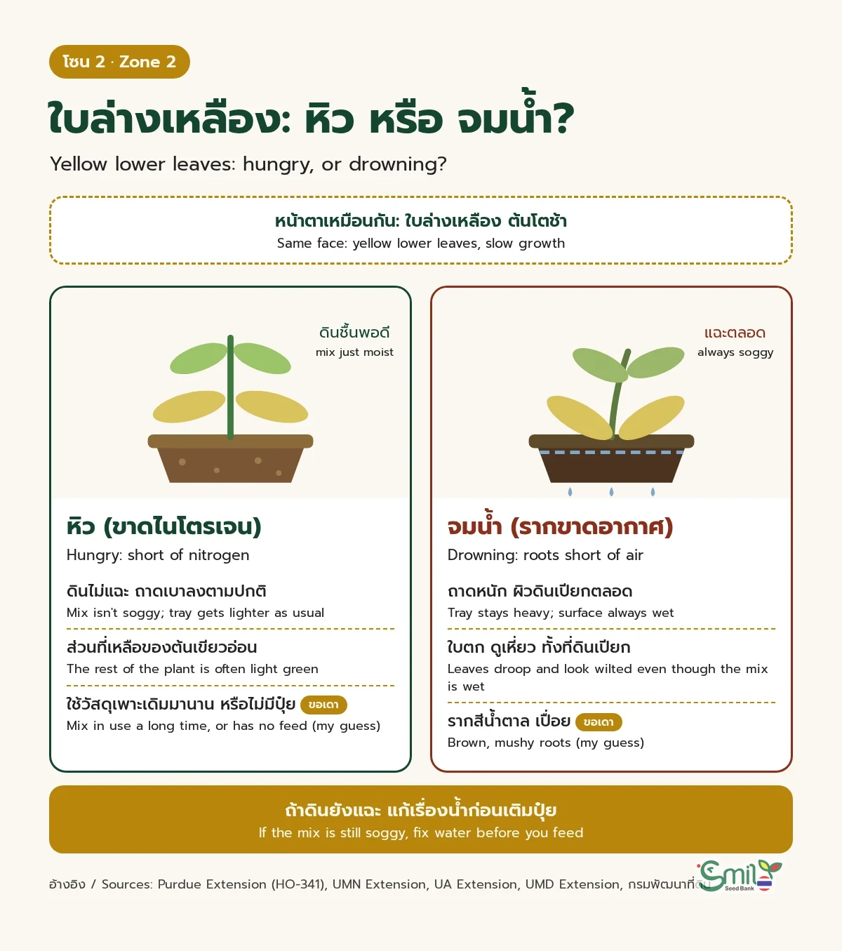 เปรียบเทียบใบล่างเหลืองสองแบบที่หน้าตาเหมือนกัน ฝั่ง "หิว" ดินชื้นพอดี ถาดเบาลงตามปกติ ส่วนอื่นของต้นเขียวอ่อน ฝั่ง "จมน้ำ" ดินแฉะตลอด ถาดหนัก ใบตกดูเหี่ยวทั้งที่ดินเปียก พร้อมข้อสรุปว่าถ้าดินยังแฉะให้แก้เรื่องน้ำก่อนเติมปุ๋ย