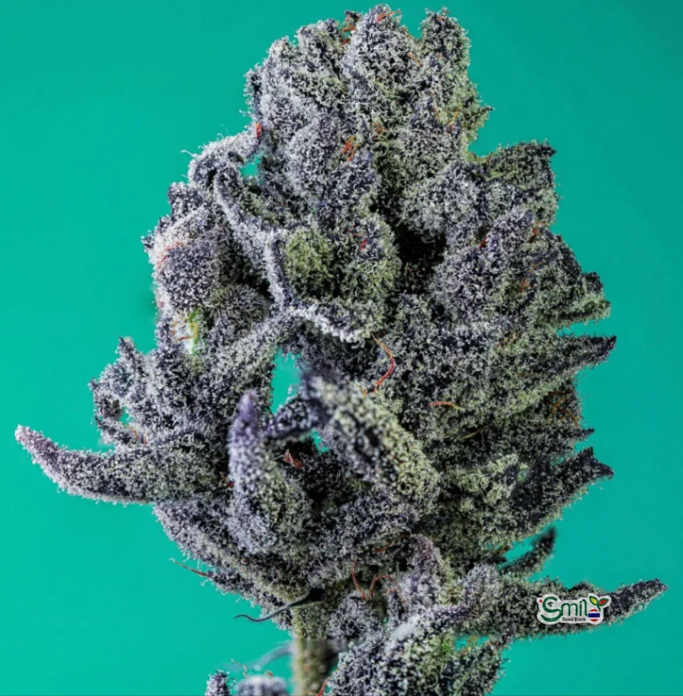 Grape Splash S1 — 2