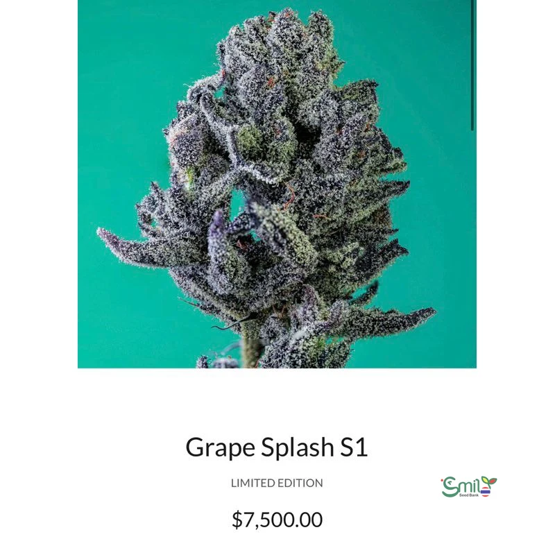 Grape Splash S1 — 4