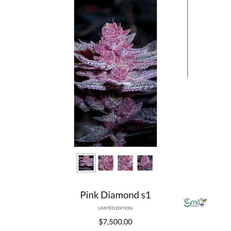 Pink Diamond — 5