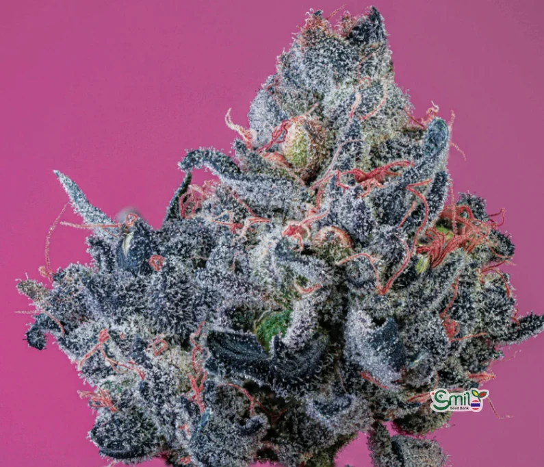 Slumber Gum S1 — 2