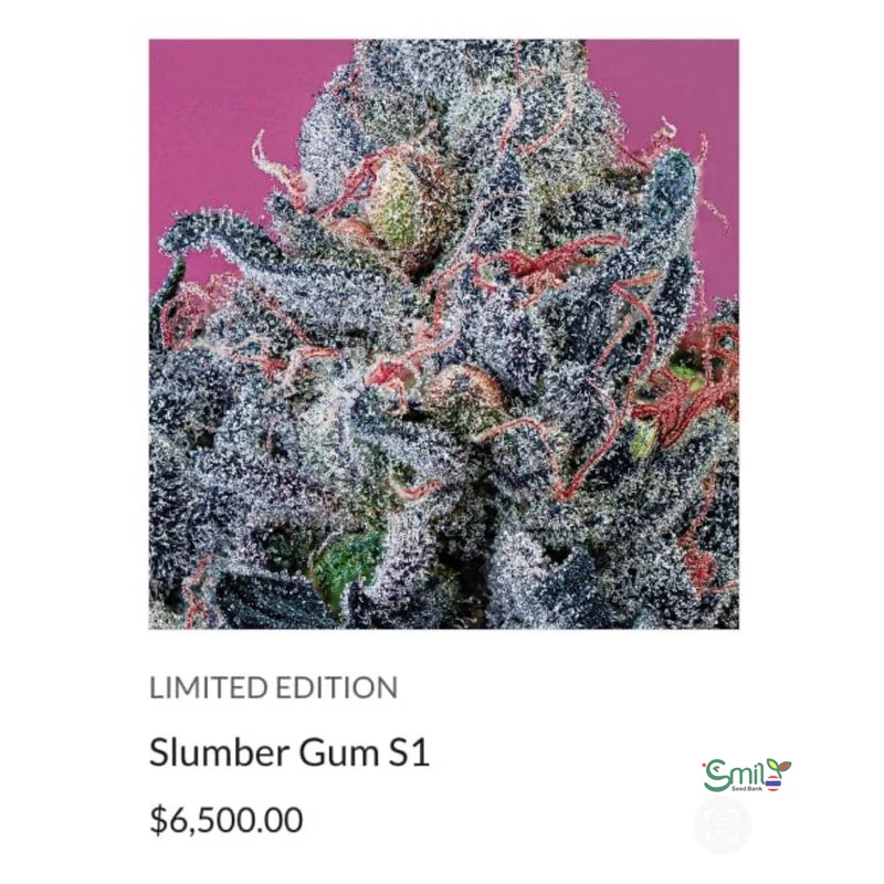 Slumber Gum S1 — 3