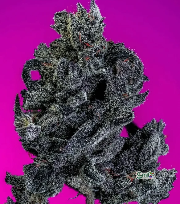 Midnight Madness — 2