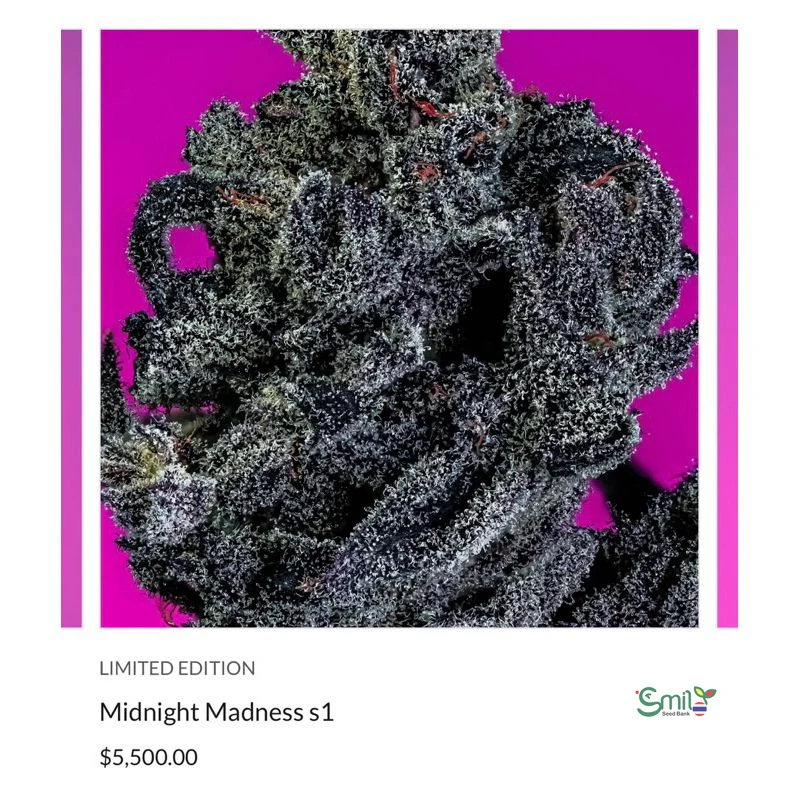 Midnight Madness — 3