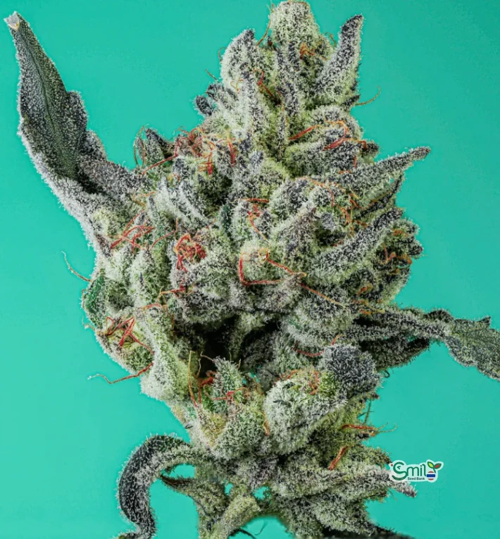 Lime Octane S1 — 2