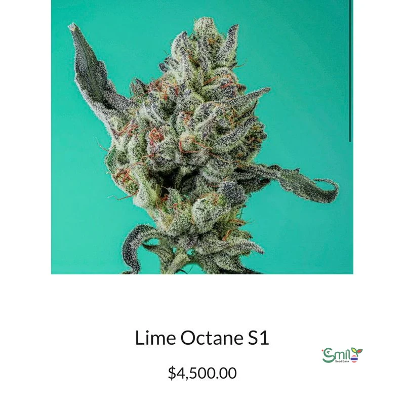 Lime Octane S1 — 3