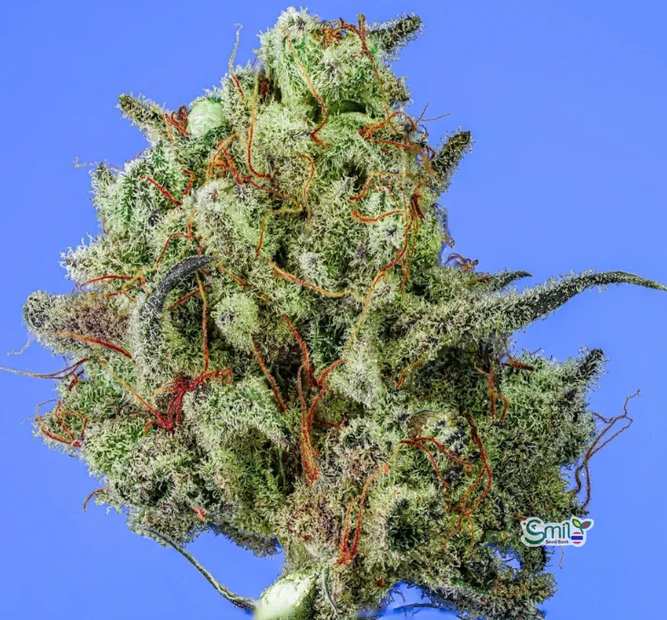 Chocolate Chipper — 2