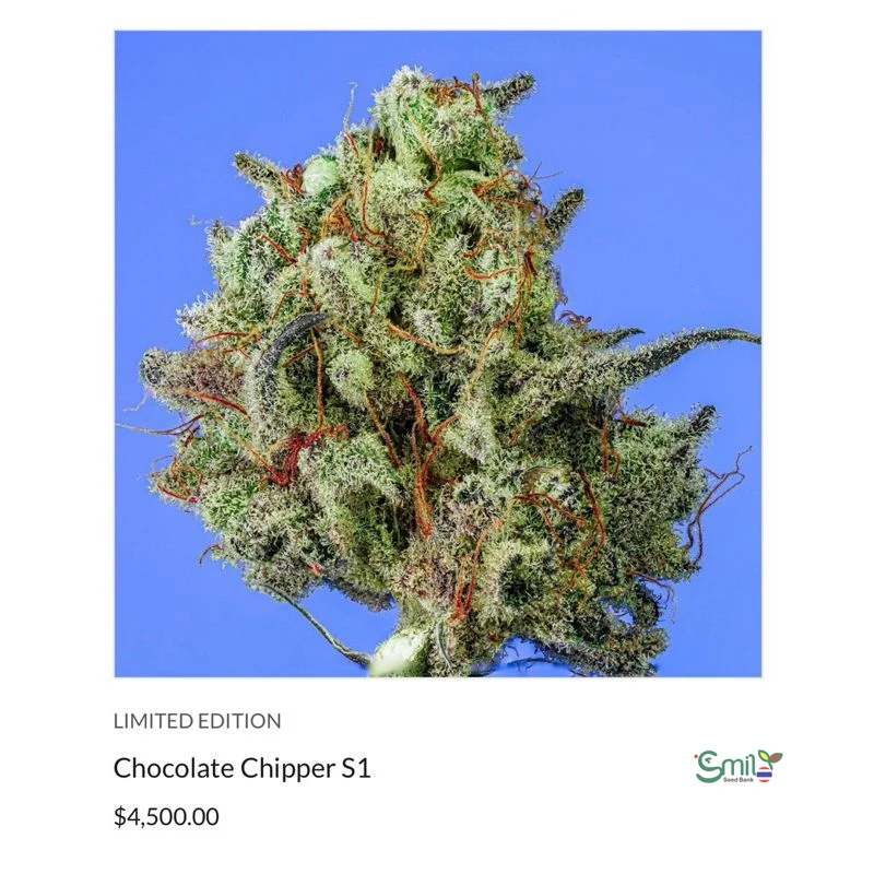 Chocolate Chipper — 3