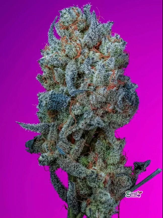 Heavy Hitter S1 — 2