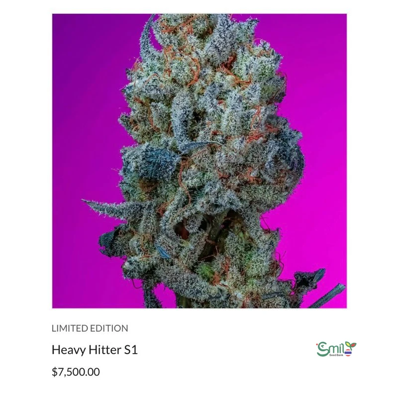 Heavy Hitter S1 — 3