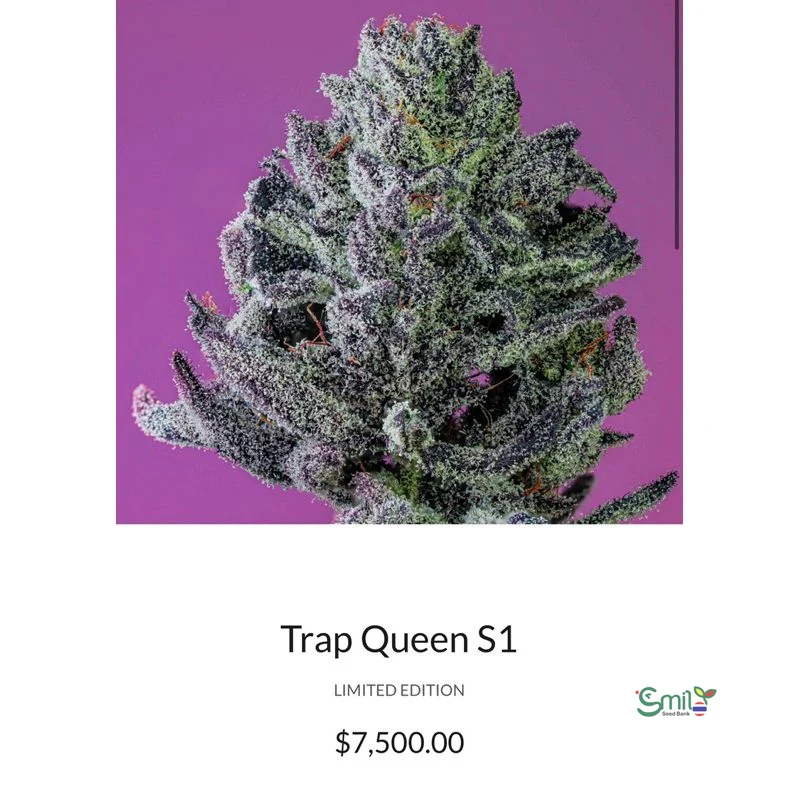 Trap Queen S1 — 5