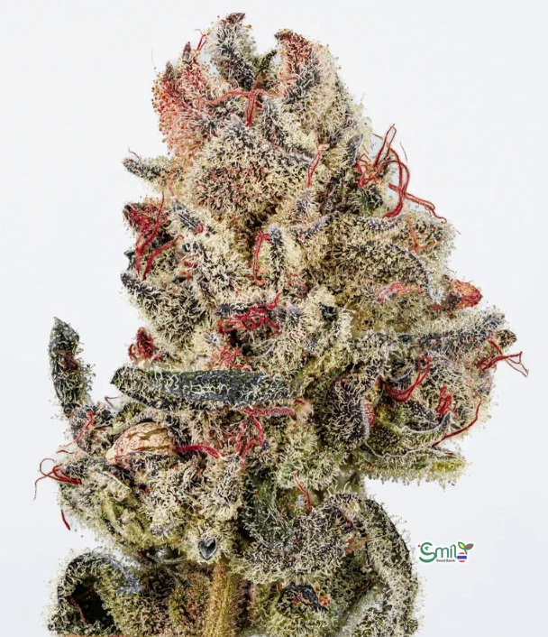 Dubai Delight S1 — 2