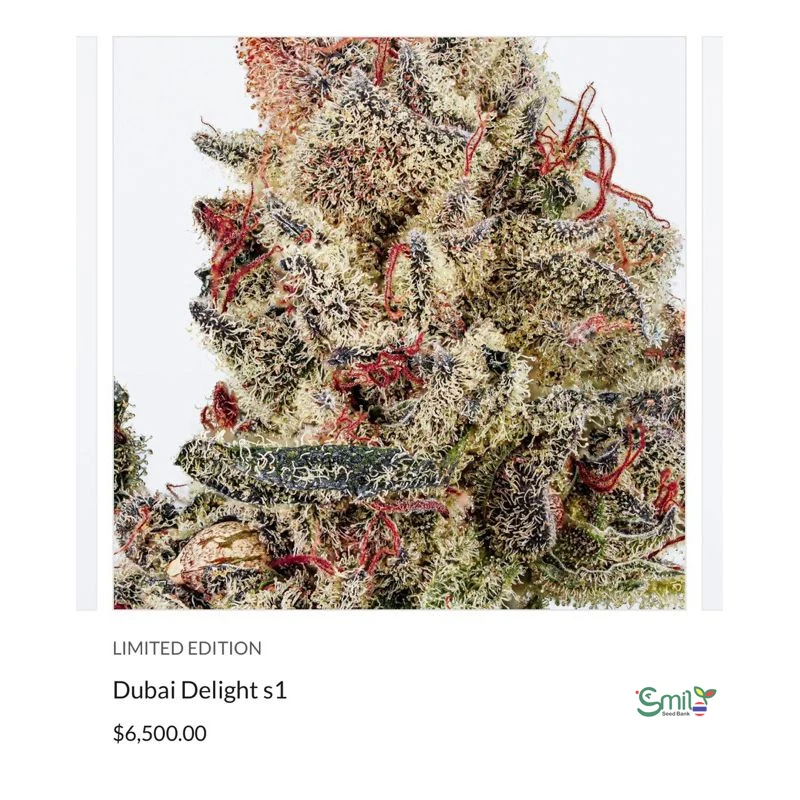 Dubai Delight S1 — 3