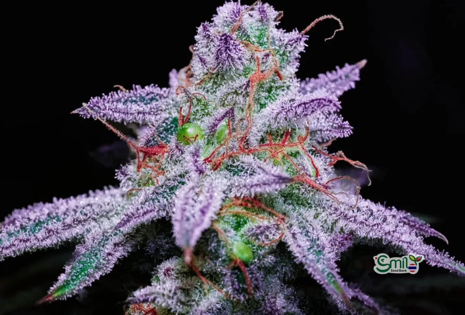 Blueberry Banana S1 — 2