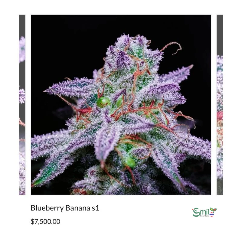 Blueberry Banana S1 — 3