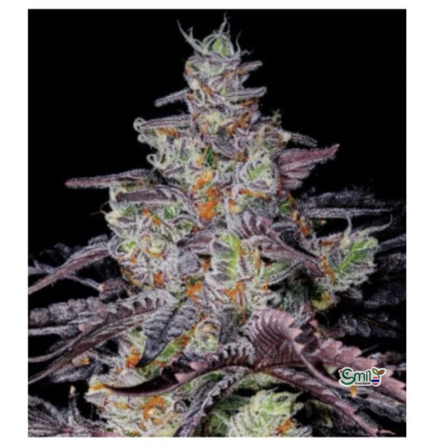 Sundae Driver S1 — 2