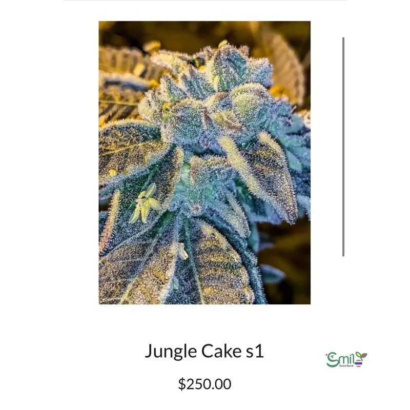 Jungle Cake S1 — 3