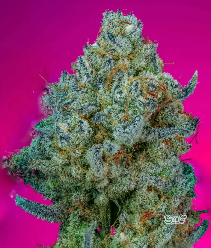 Hazelnut Dream — 2