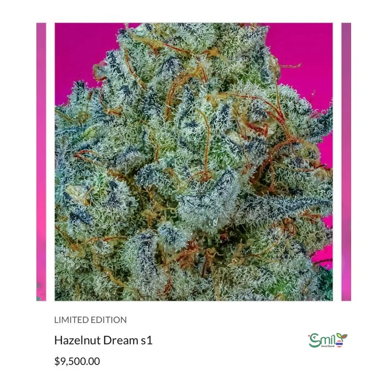 Hazelnut Dream — 3