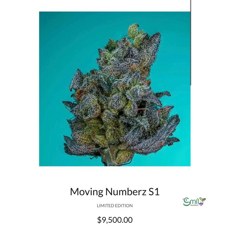 Moving Numberz S1 — 3