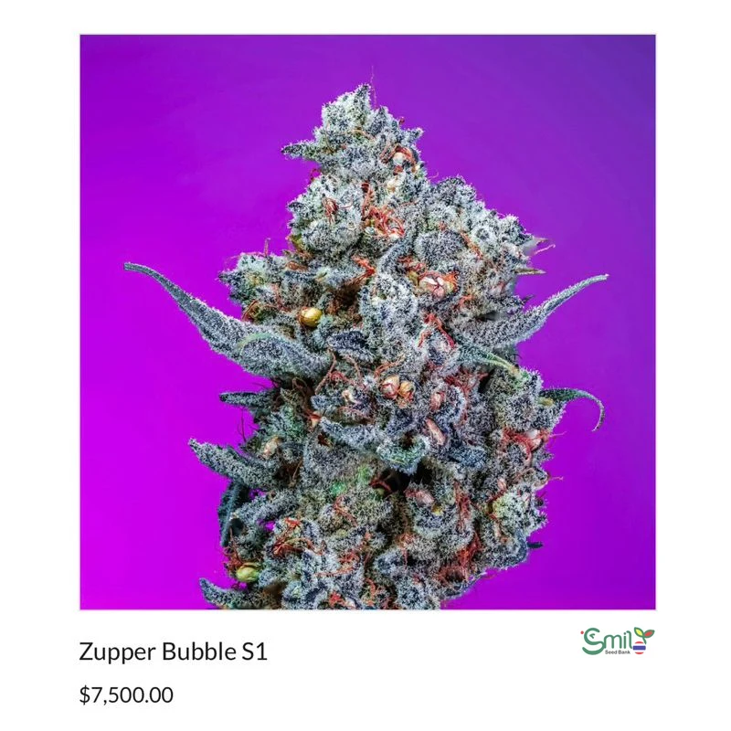 Zipper Bubble — 3