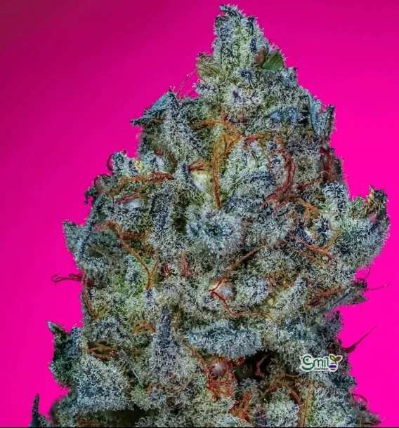 Game Changer S1 — 2