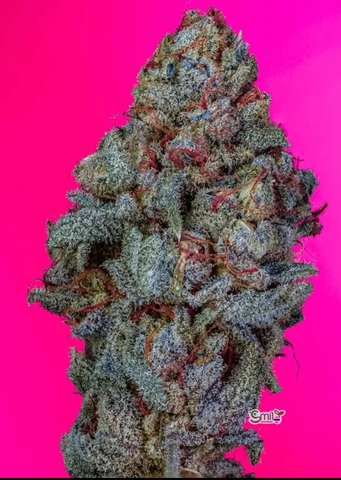 Frozen Cherry Canna S1 — 2