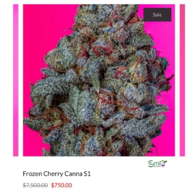 Frozen Cherry Canna S1 — 3