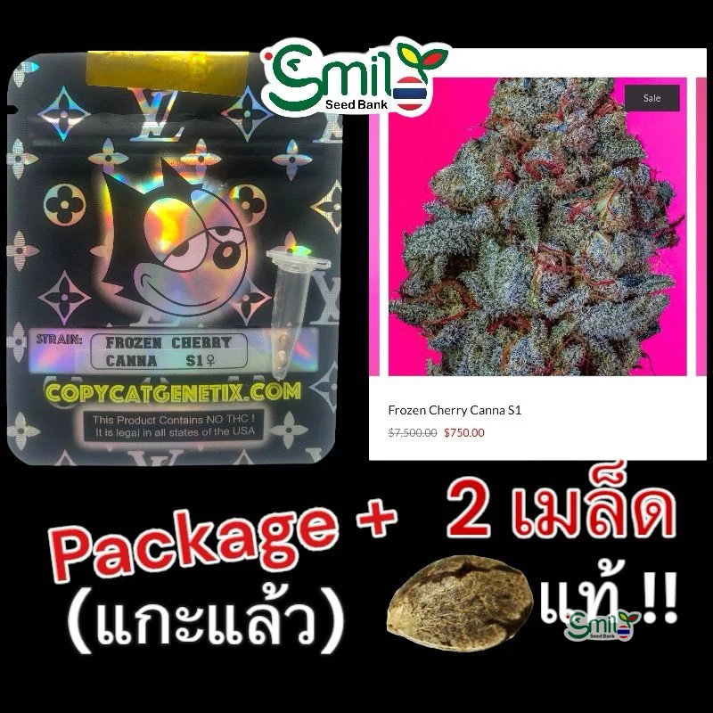 Frozen Cherry Canna S1 — 4