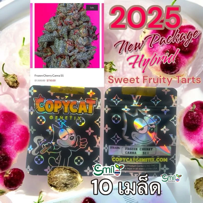 Frozen Cherry Canna S1 — 5