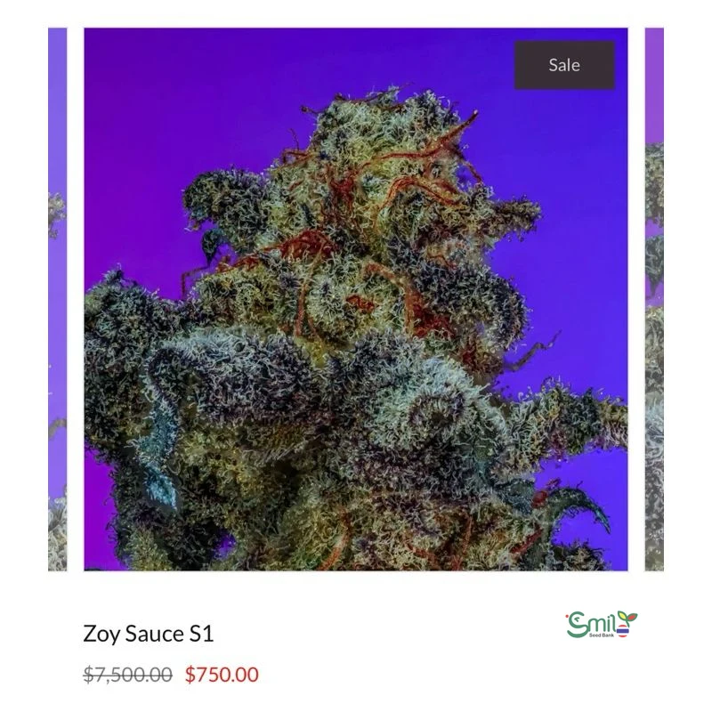Zoy Sauce S1 — 3