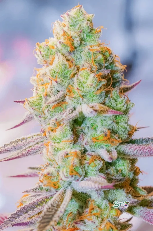 Nectarine Dream S1 — 2