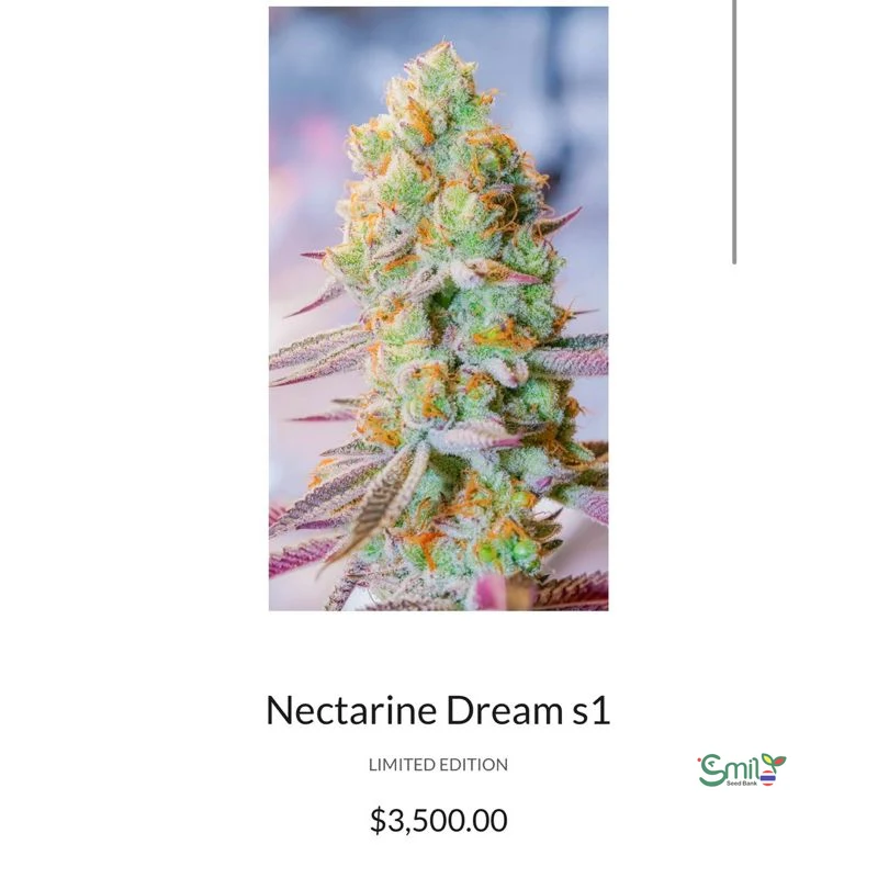 Nectarine Dream S1 — 3