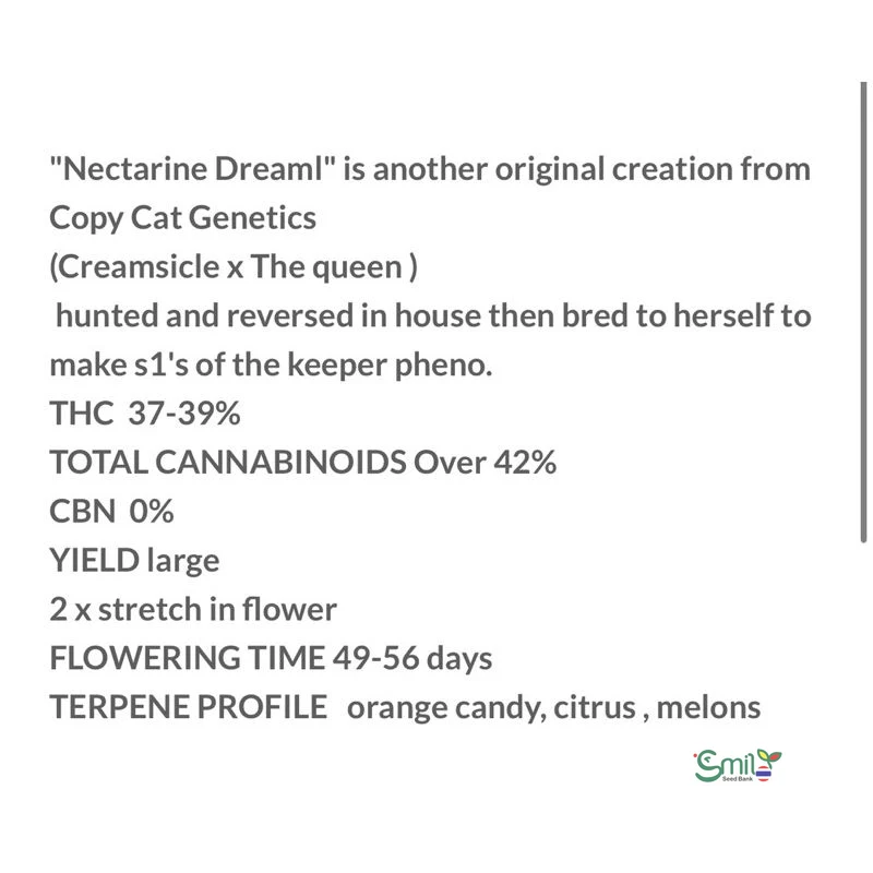 Nectarine Dream S1 — 5