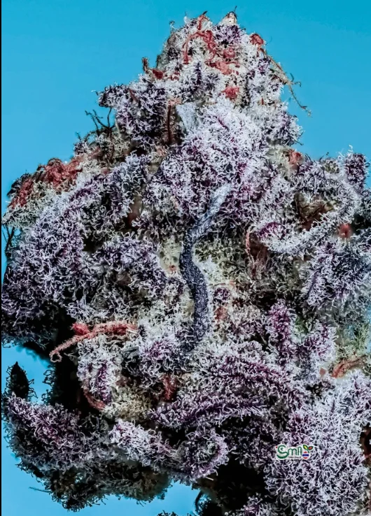 Banana Pudding S1 — 2