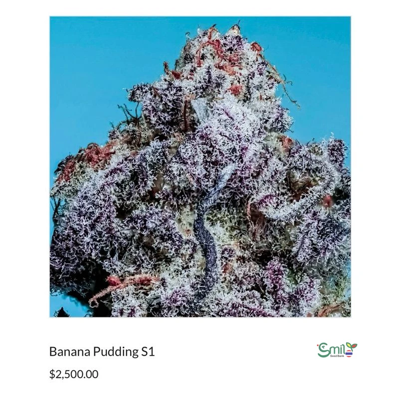 Banana Pudding S1 — 4